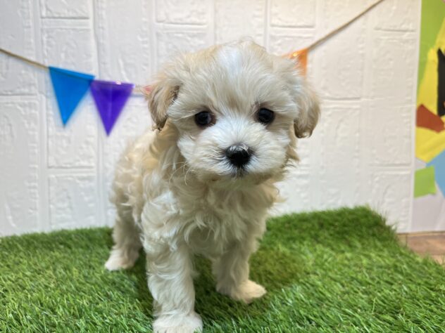 福島県のハーフ犬・ミックス犬 (アミーゴ郡山南店/2025年2月21日生まれ/女の子/アプリコット)の子犬
